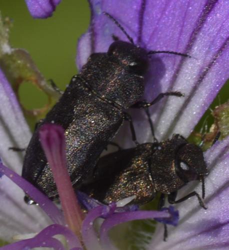 Réf. 235 814 : Anthaxia sp.